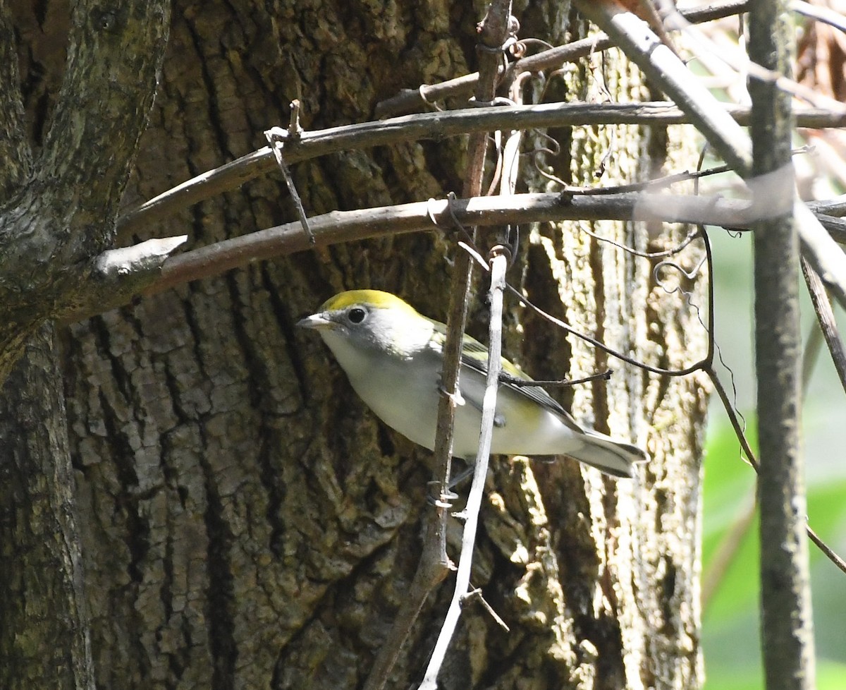 Chestnut-sided Warbler - ML607749621