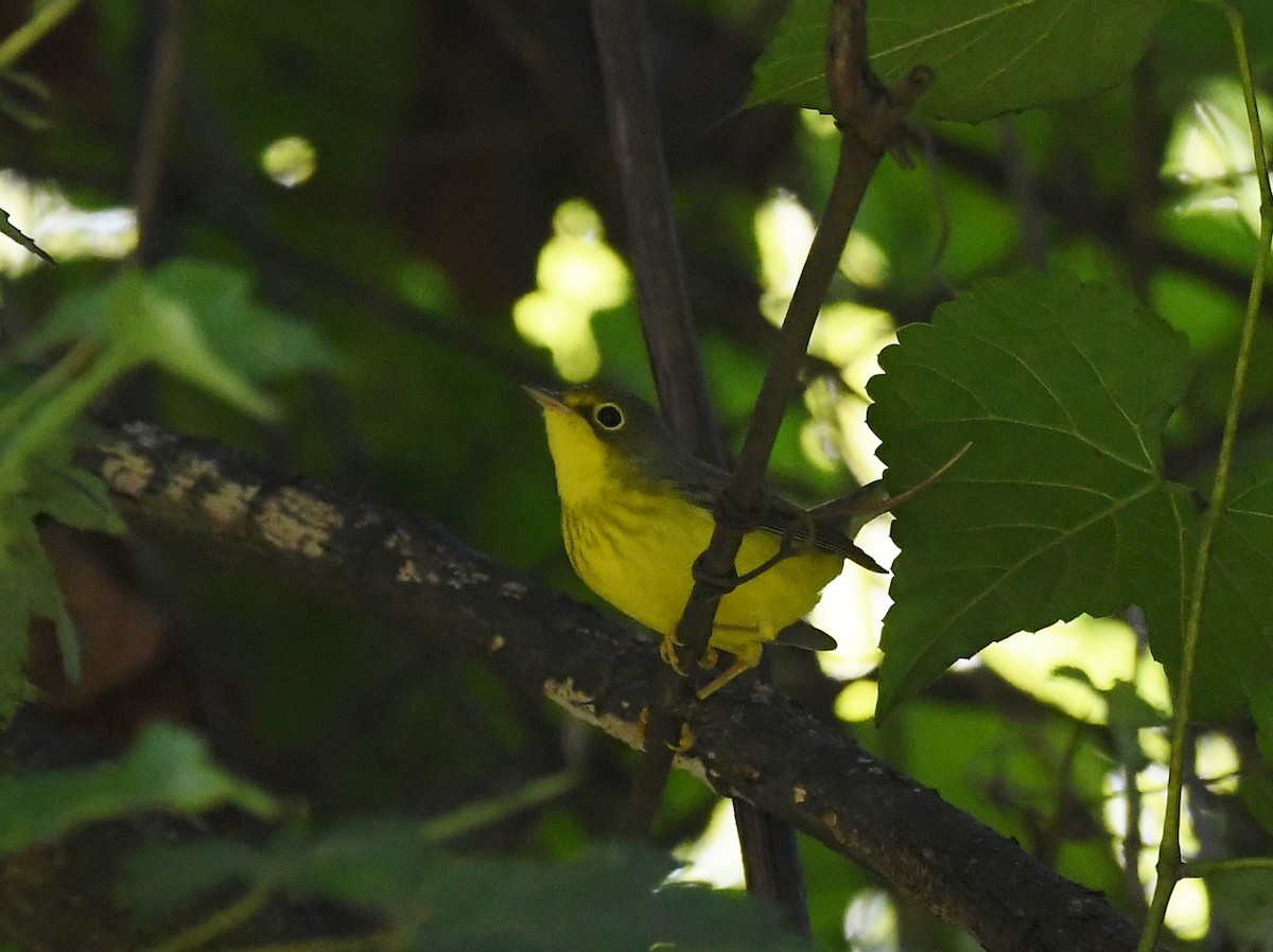 Canada Warbler - ML607750151