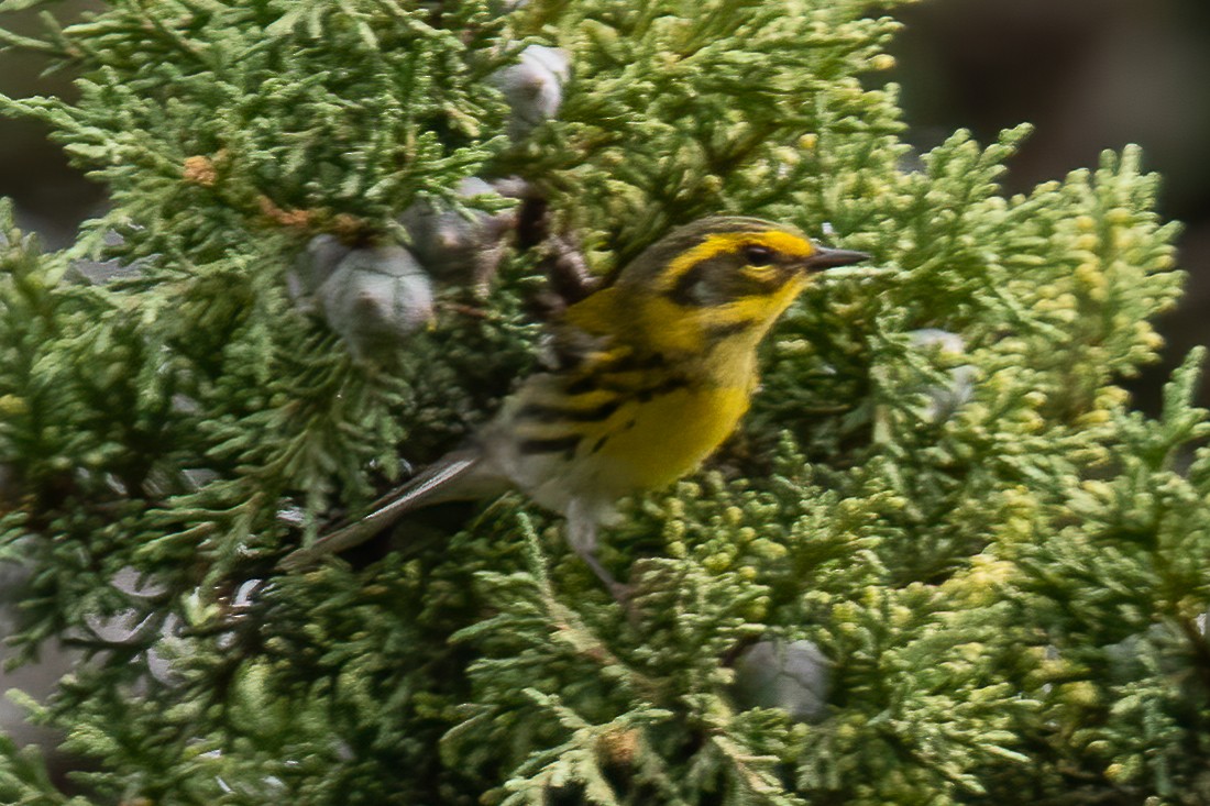 Townsend's Warbler - ML607750951