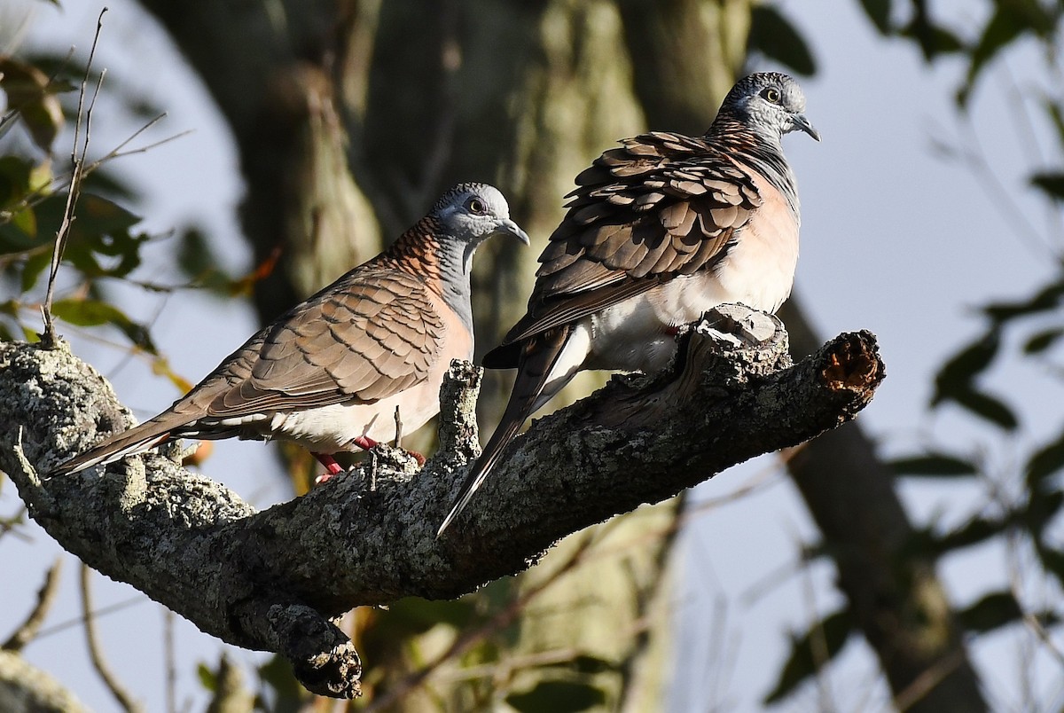 Bar-shouldered Dove - ML60775181