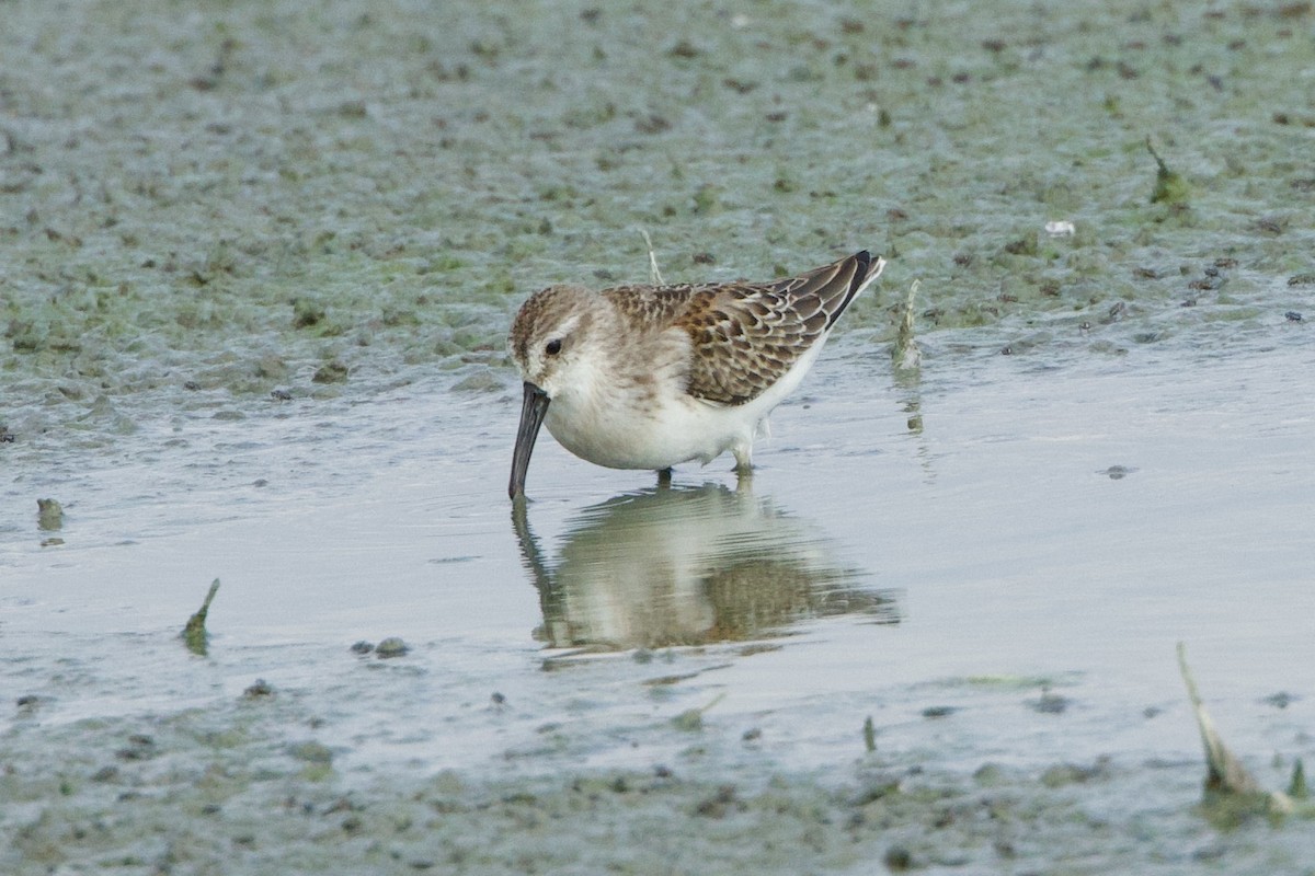 Western Sandpiper - ML607751851