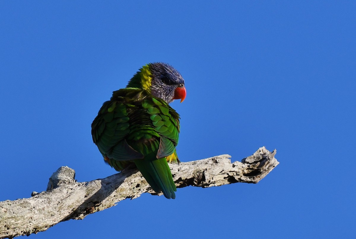 Rainbow Lorikeet - ML60775241