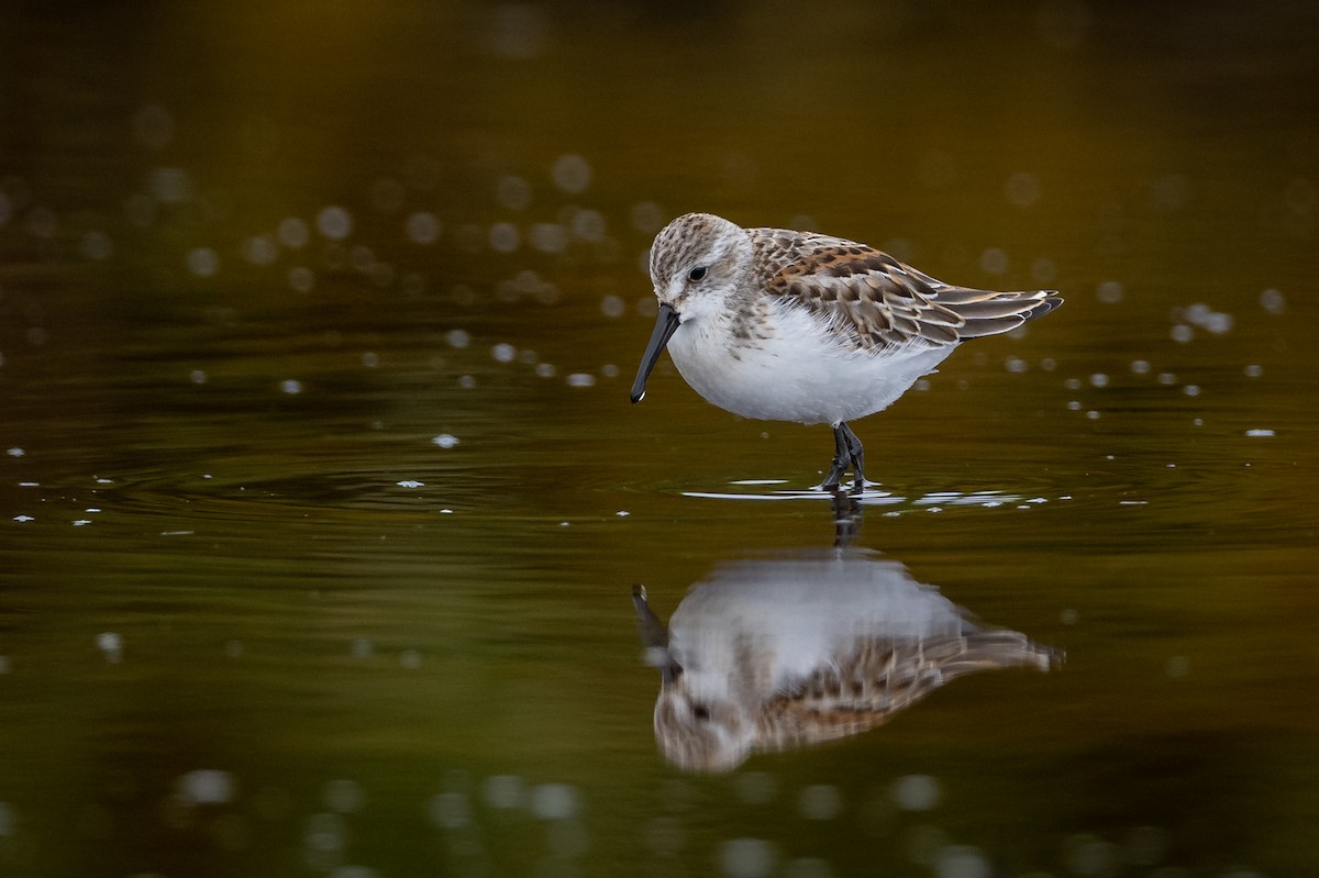 Western Sandpiper - ML607752571