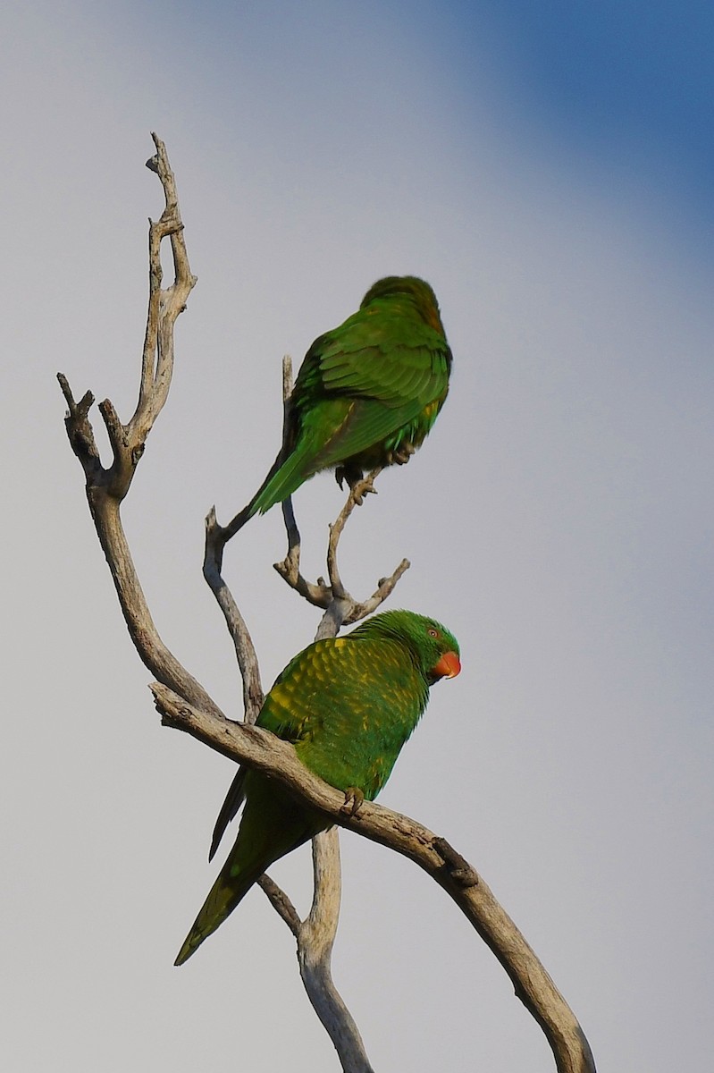 Scaly-breasted Lorikeet - ML60775261