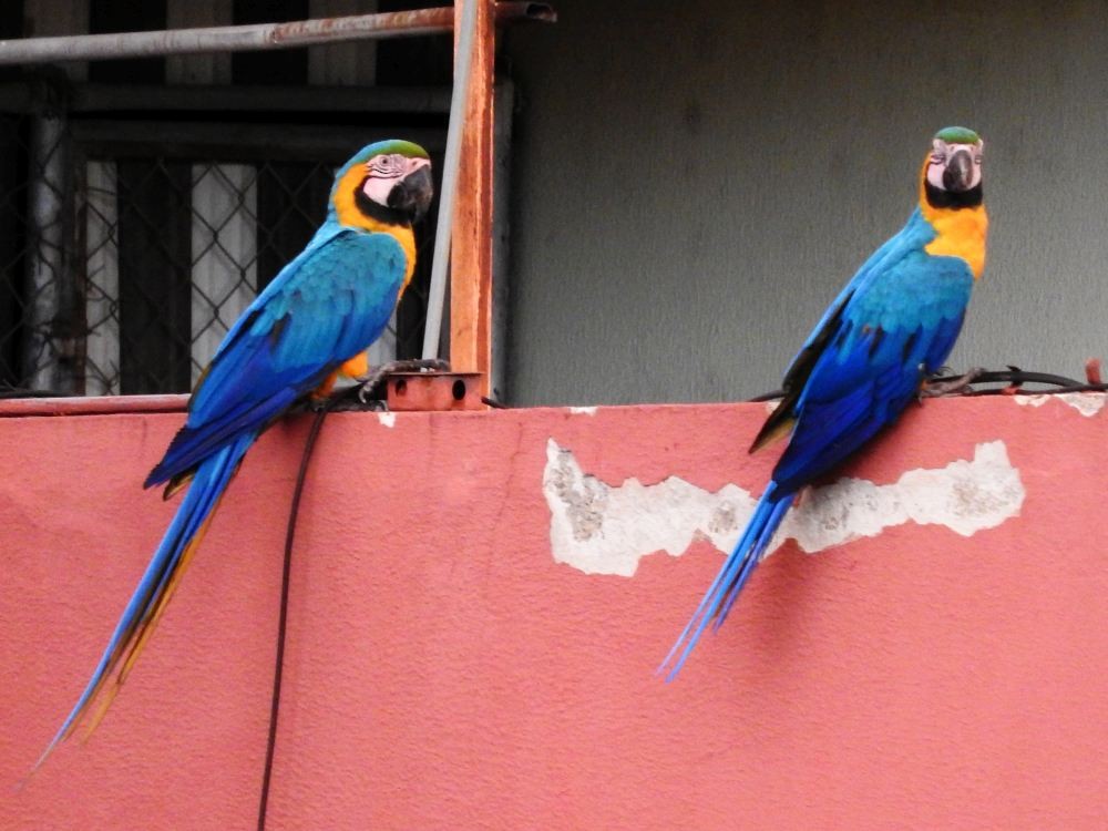 Blue-and-yellow Macaw - ML607752821