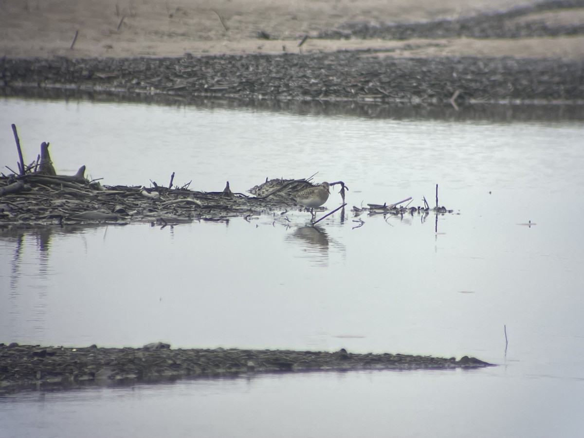 Baird's Sandpiper - ML607753121