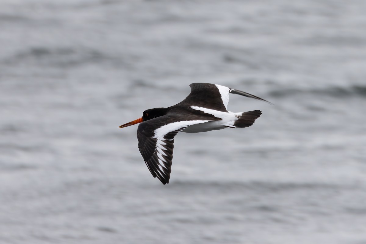 Eurasian Oystercatcher - ML607753151