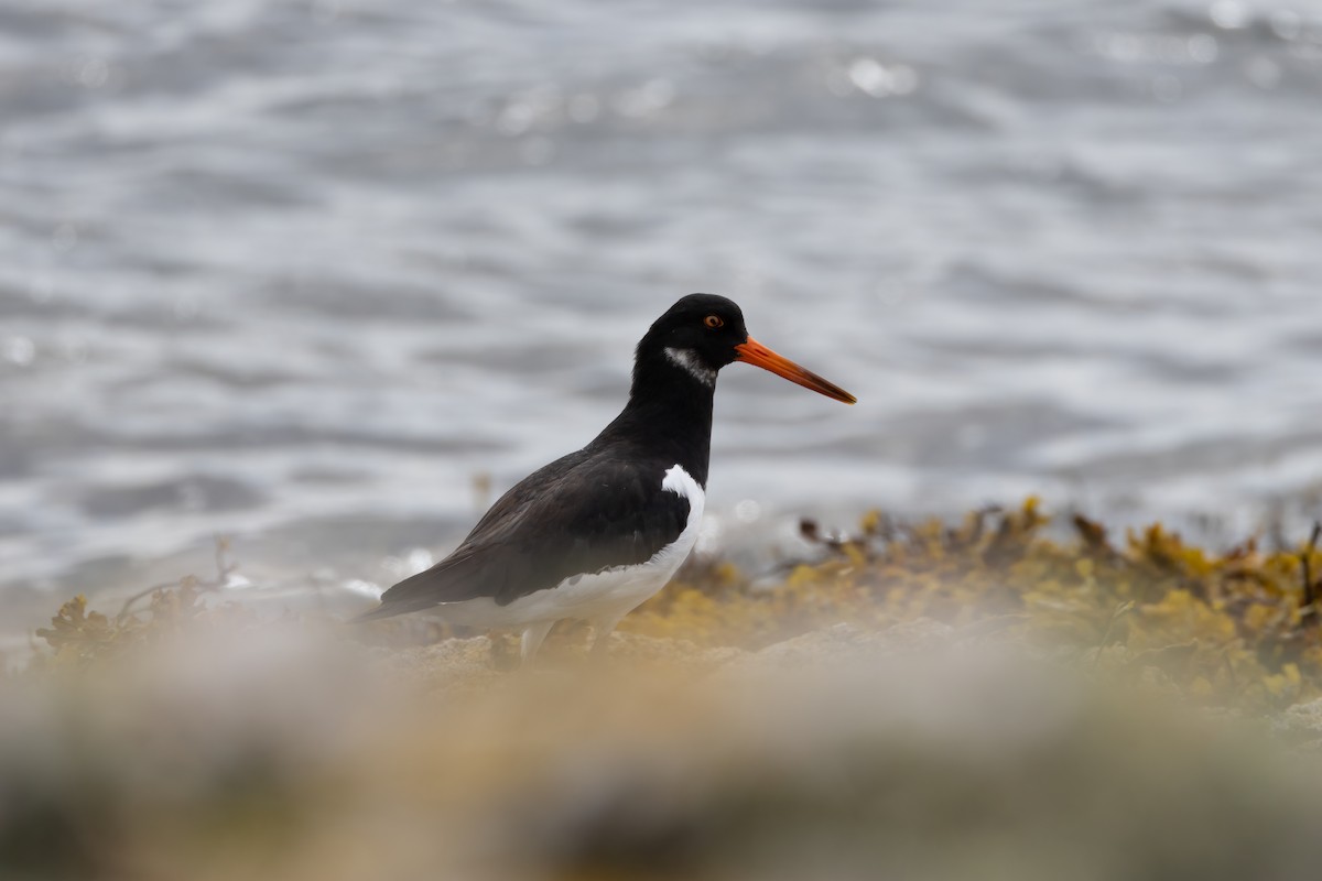 Eurasian Oystercatcher - ML607753161