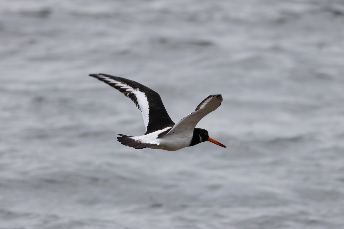 Eurasian Oystercatcher - ML607753171
