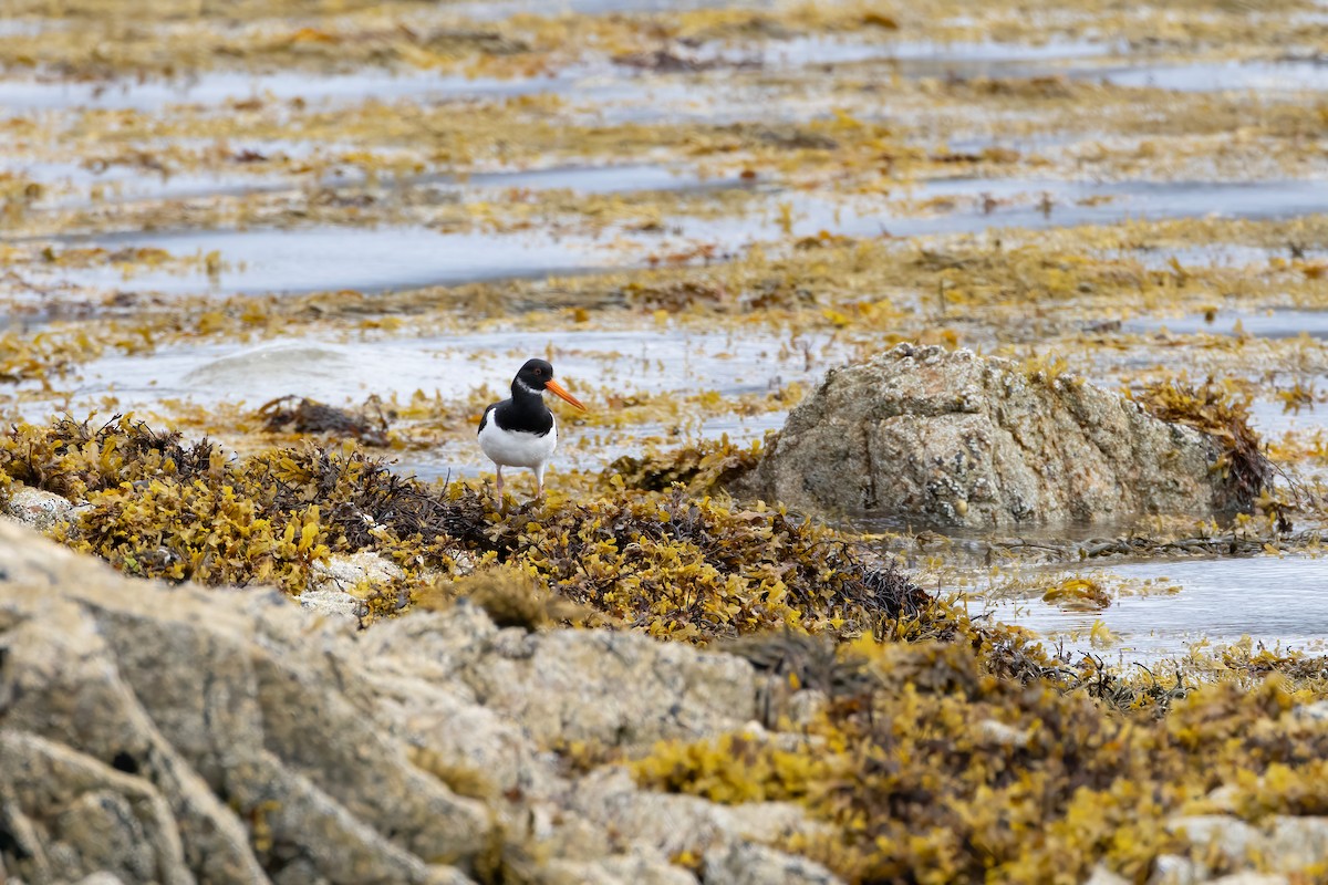 Eurasian Oystercatcher - ML607753181