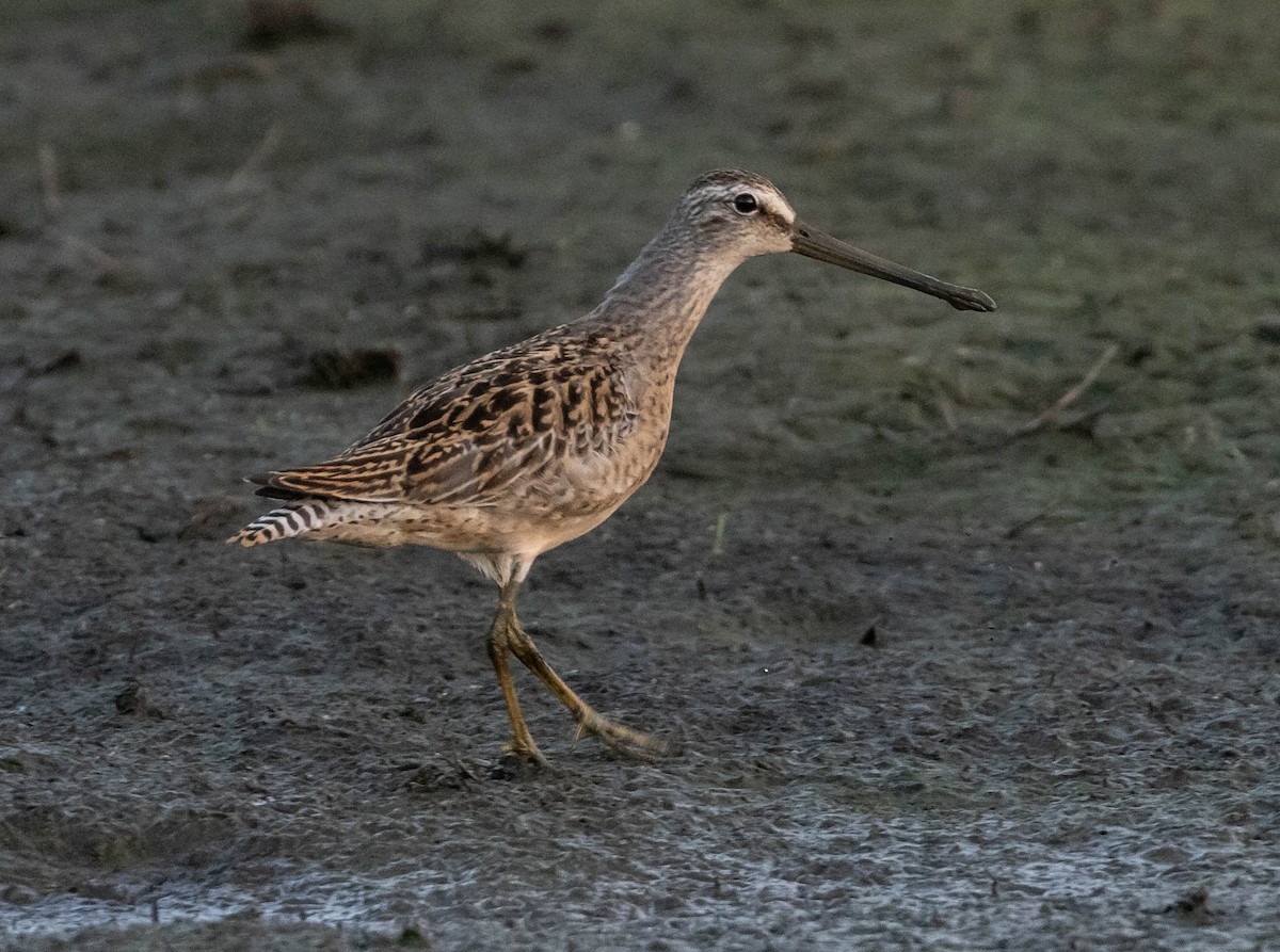 Short-billed Dowitcher (griseus) - ML607753421