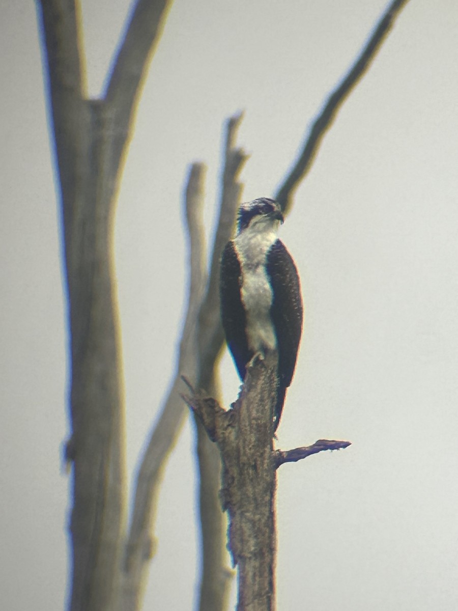 Osprey - ML607753661