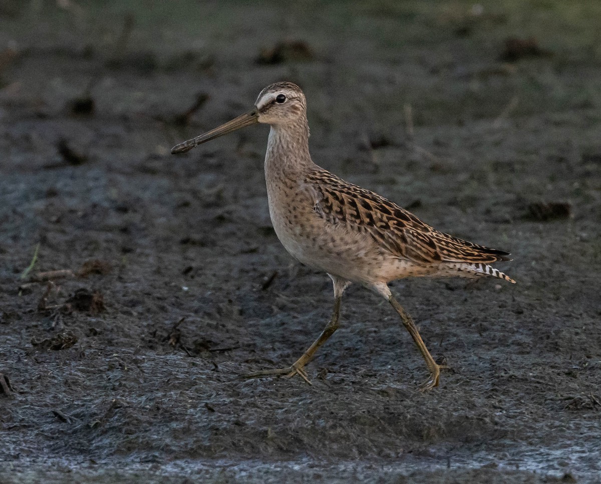 Short-billed Dowitcher (griseus) - ML607753691