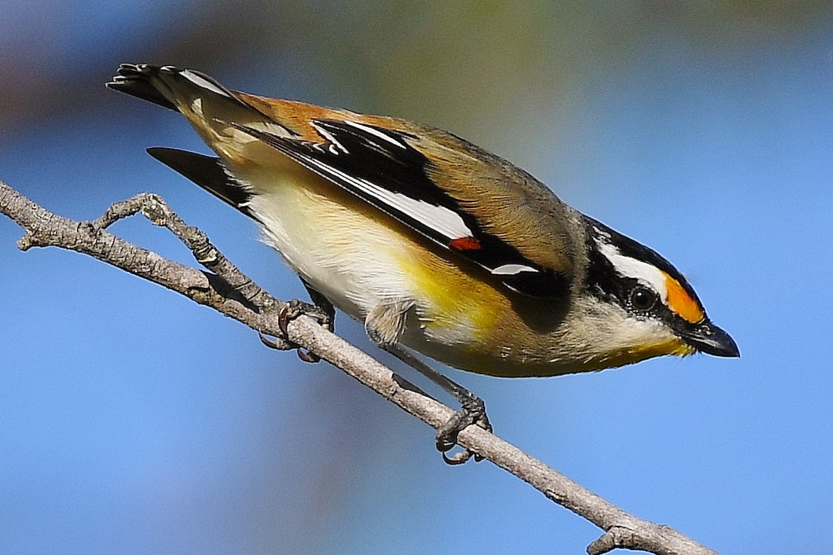 Pardalote à point jaune - ML60775381