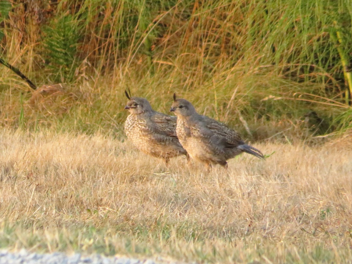 California Quail - ML607754061