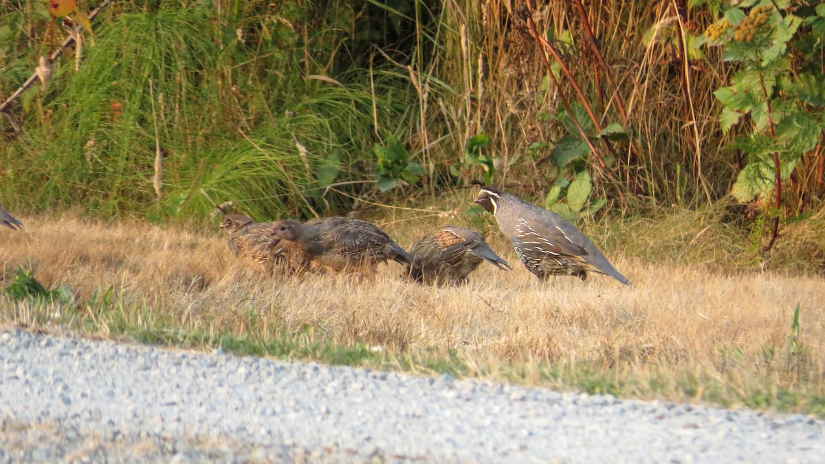 California Quail - David Poortinga