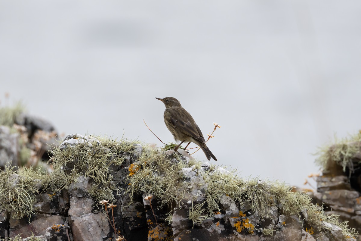 Rock Pipit - ML607754091