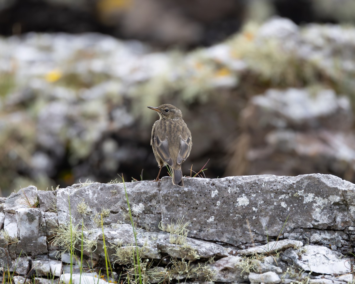 Rock Pipit - ML607754101