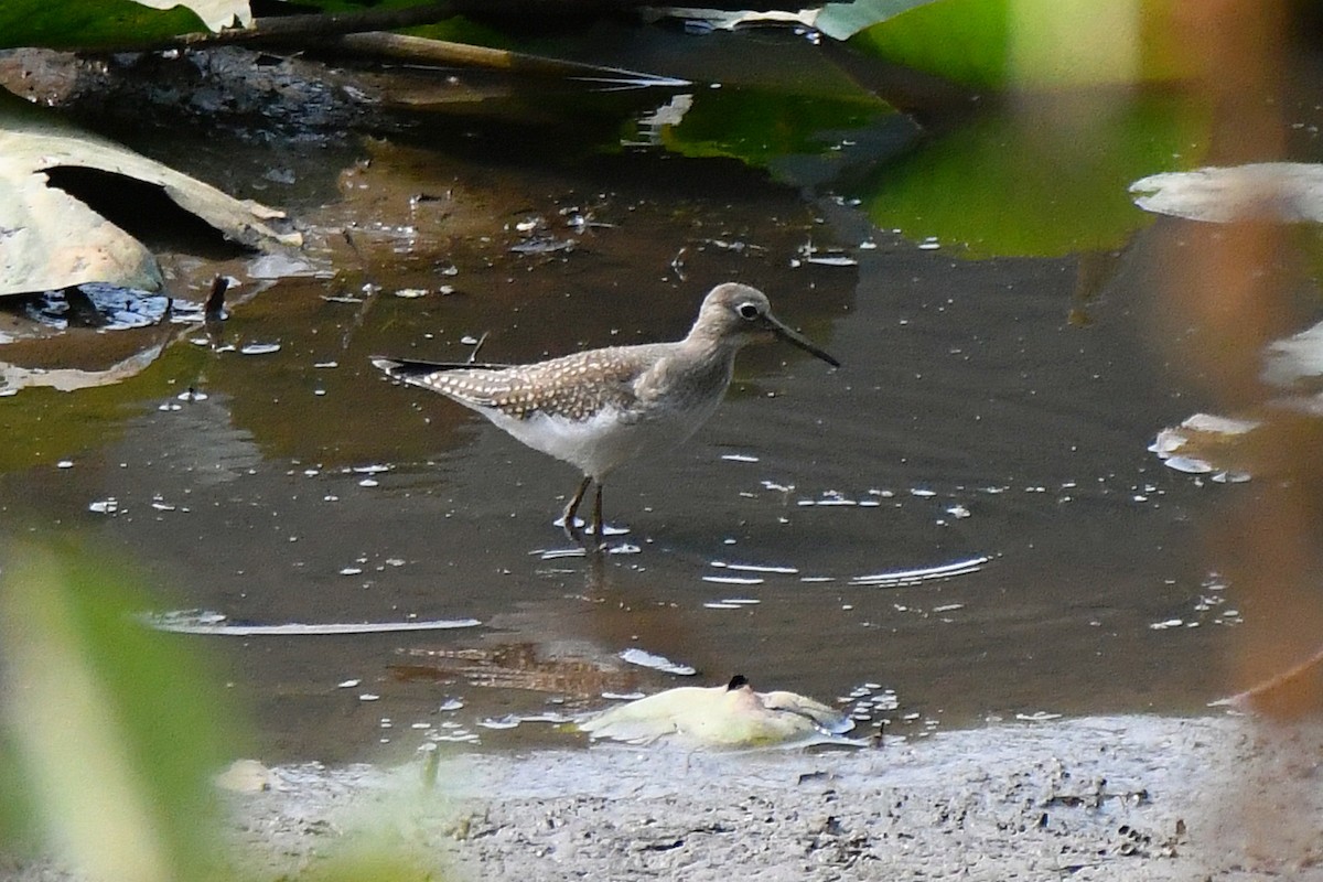 Solitary Sandpiper - ML607754121