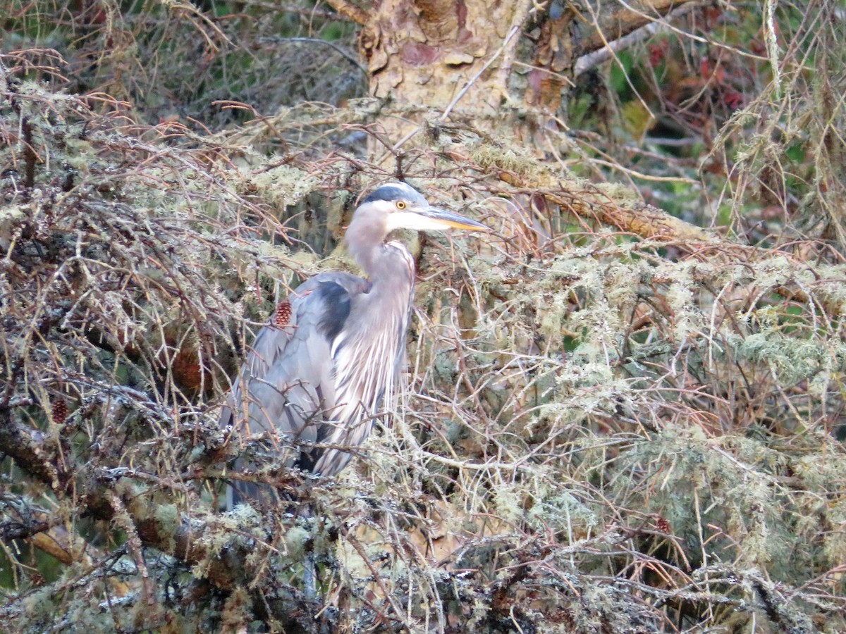 Great Blue Heron - ML607754151