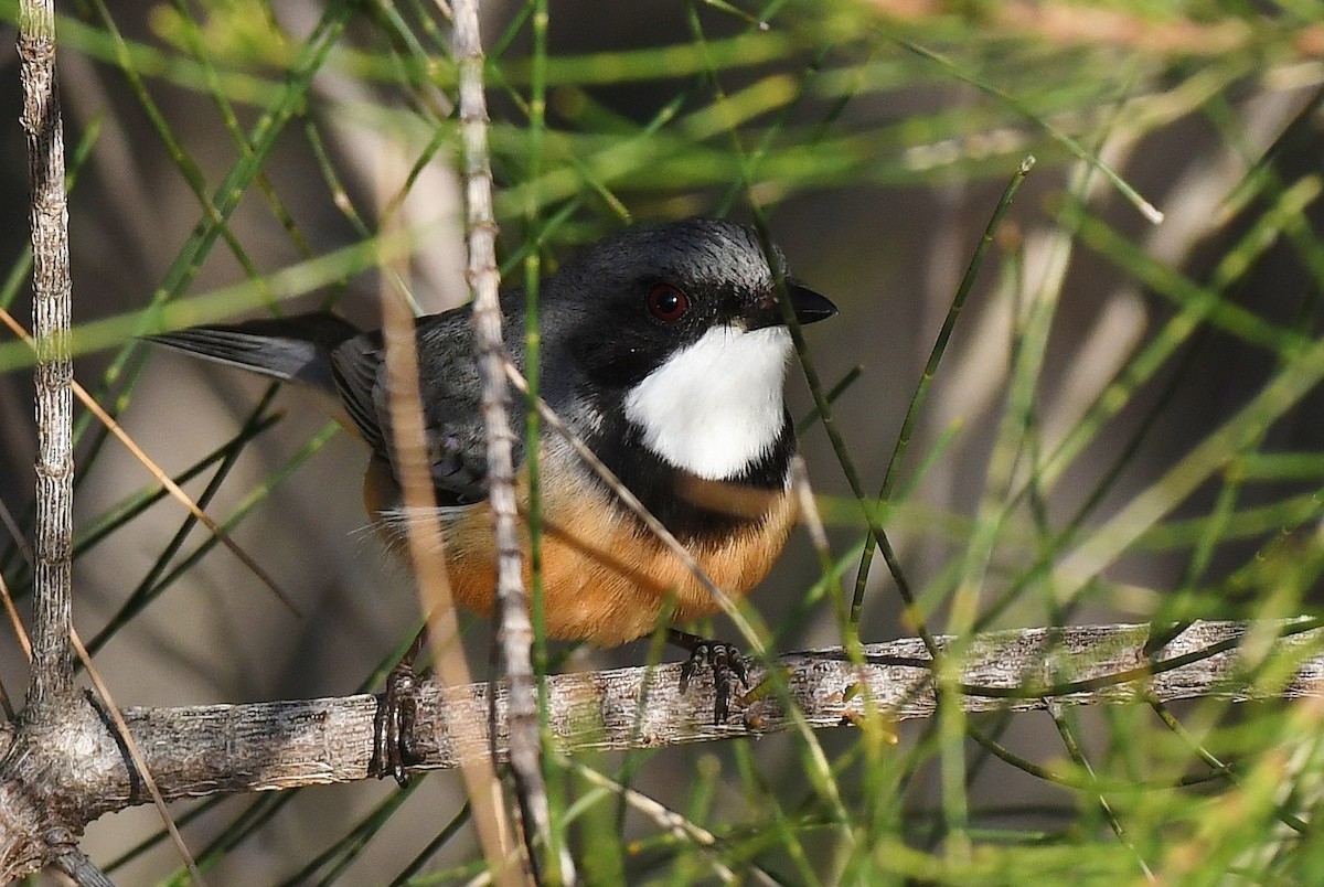 Rufous Whistler - ML60775531