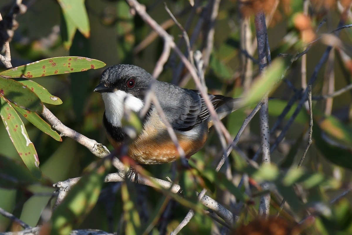 Rufous Whistler - ML60775561