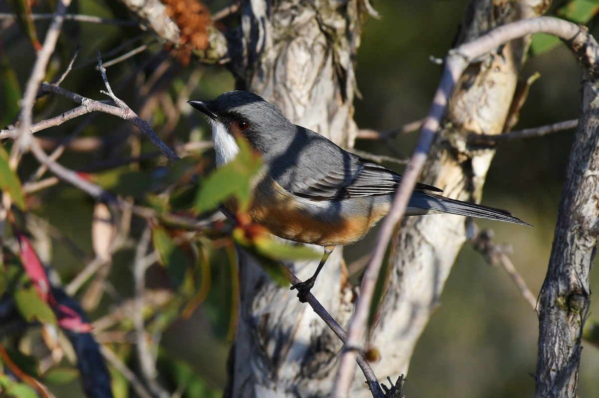 Rufous Whistler - ML60775571