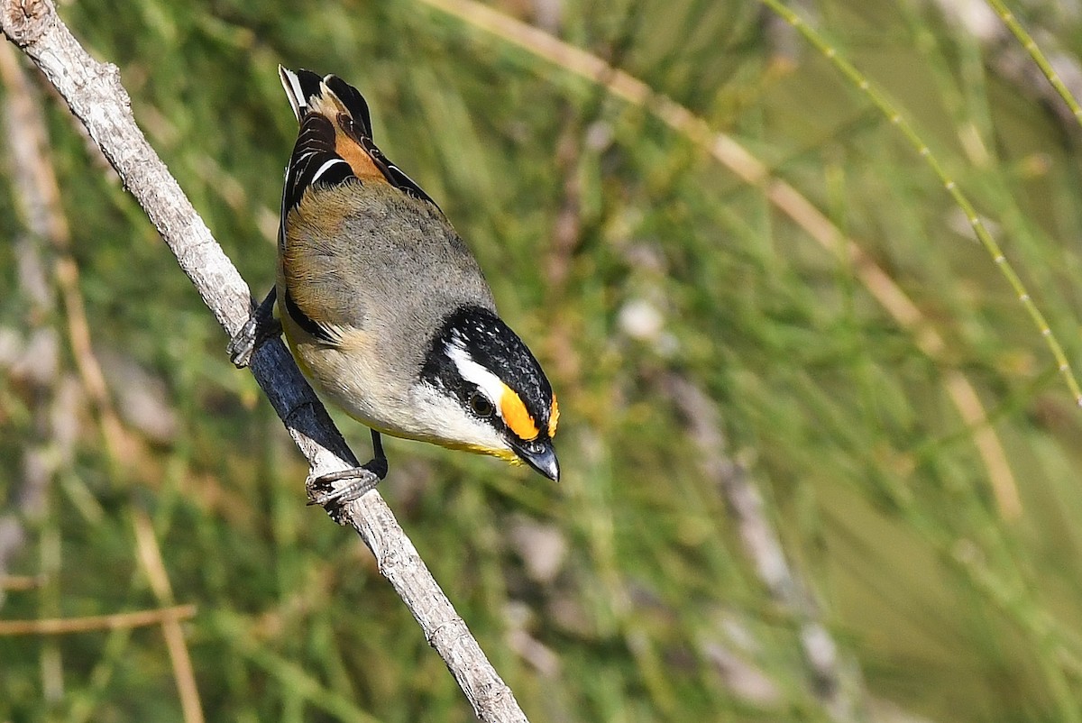 Striated Pardalote - Terence Alexander