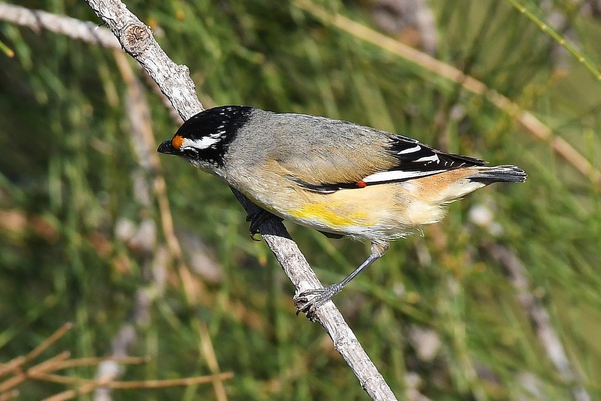 Striated Pardalote - Terence Alexander