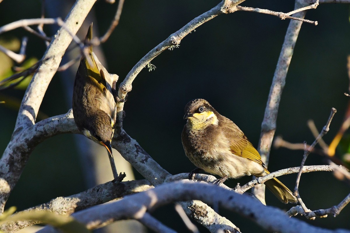 Mangrove Honeyeater - ML60775641