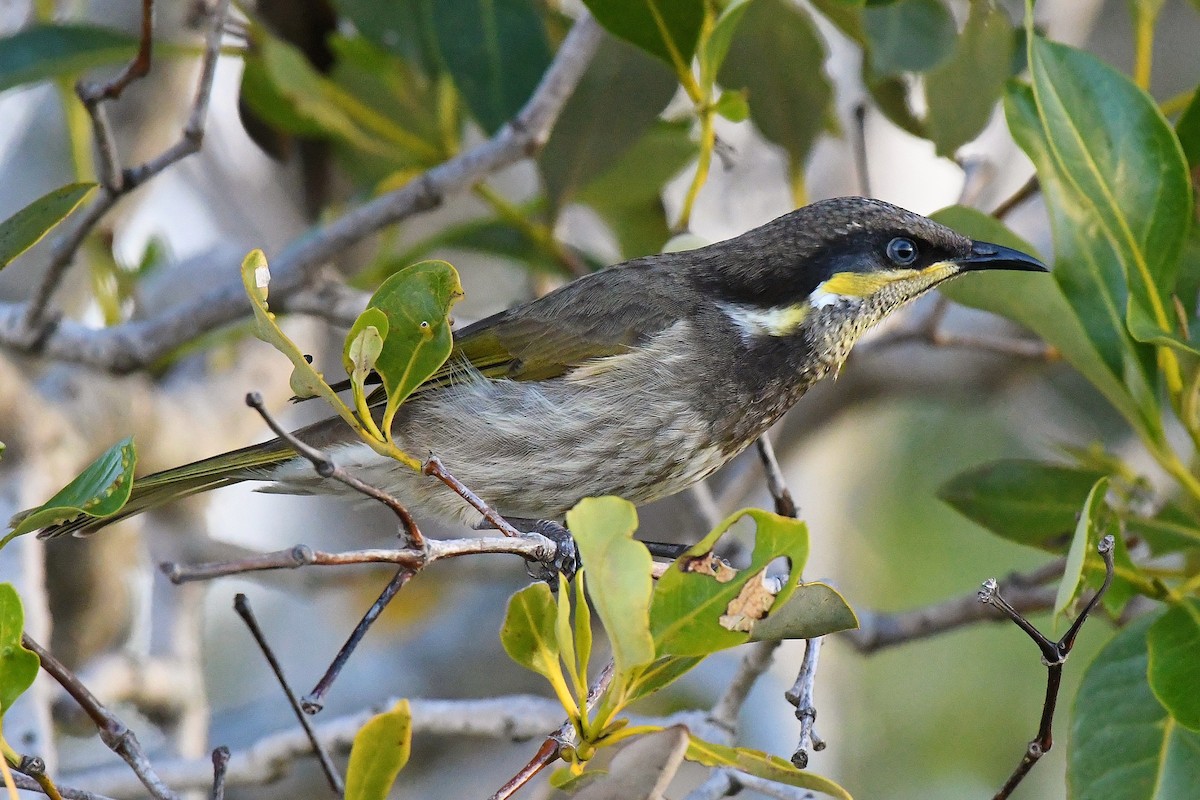 Mangrove Honeyeater - ML60775691