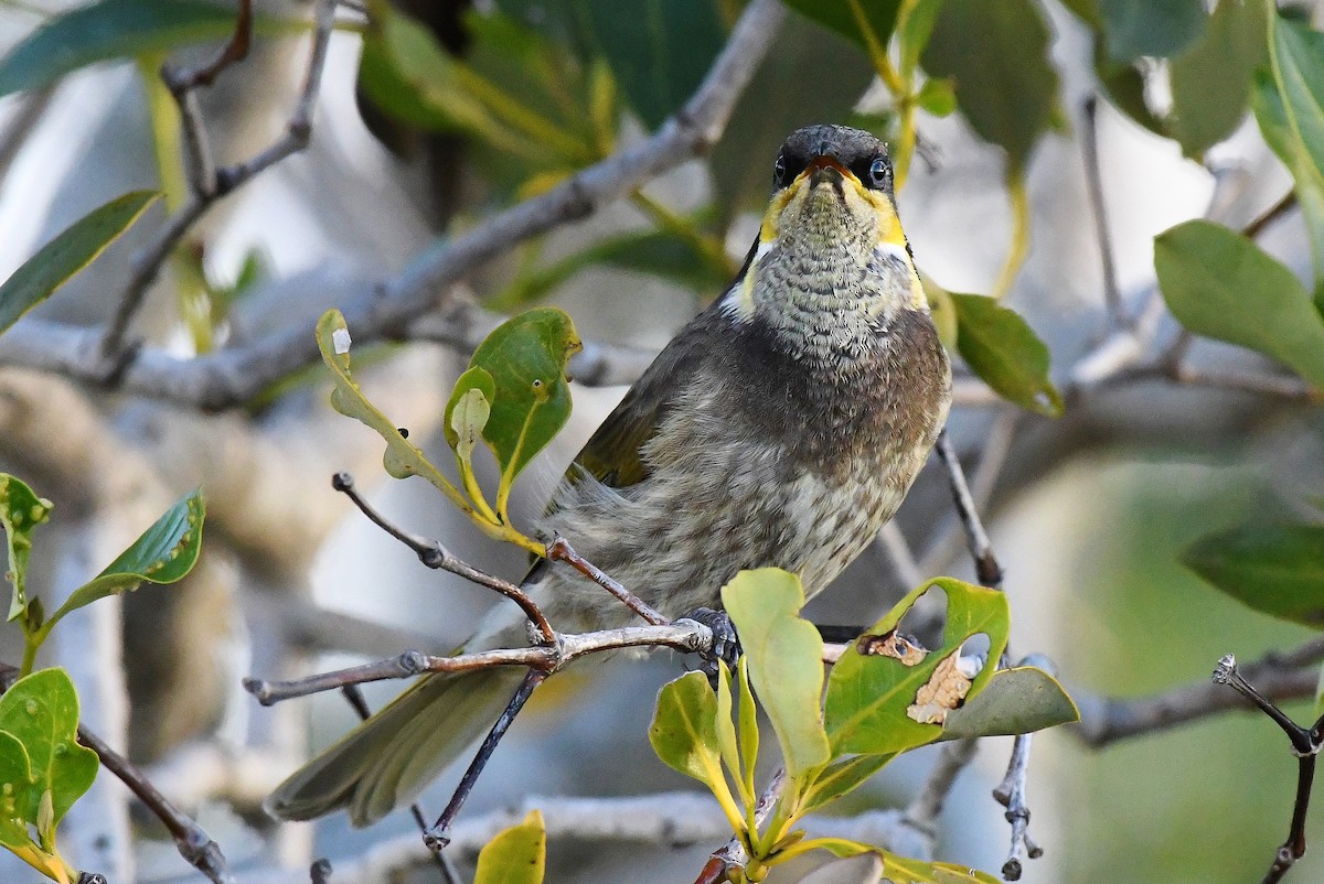 Mangrove Honeyeater - ML60775761