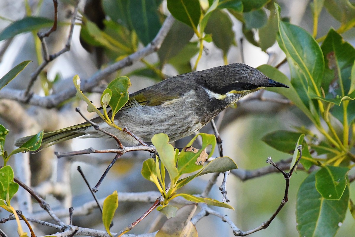 Mangrove Honeyeater - ML60775771