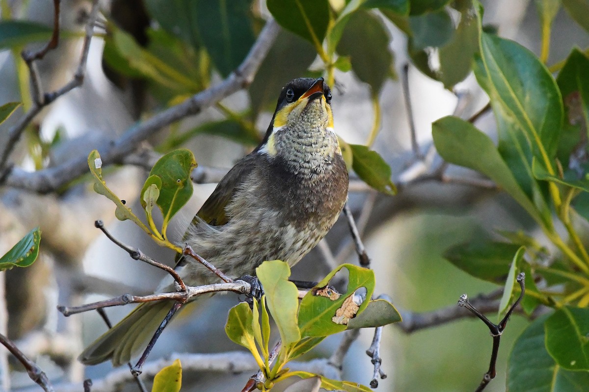 Mangrove Honeyeater - ML60775781