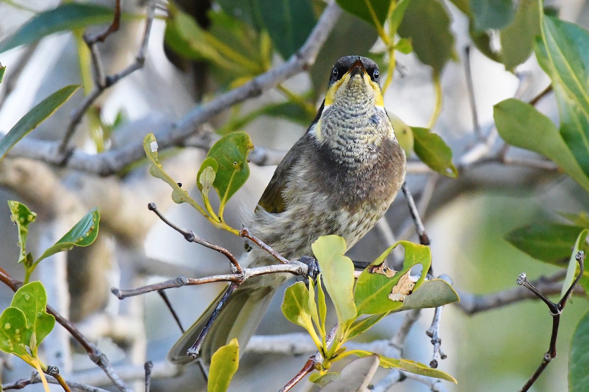 Mangrove Honeyeater - ML60775851