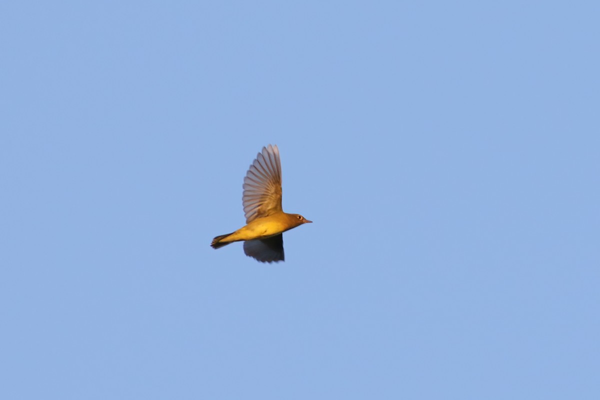 Connecticut Warbler - ML607760151