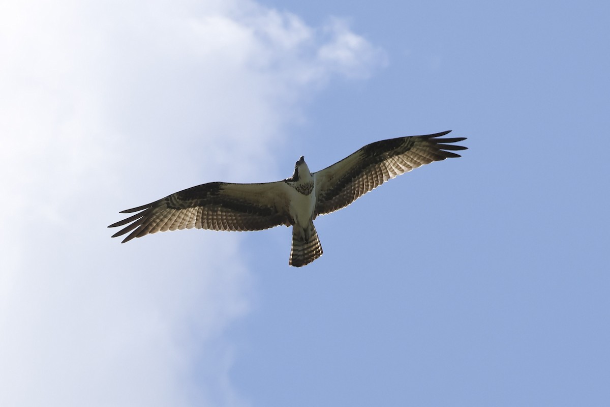 Osprey - ML607760181