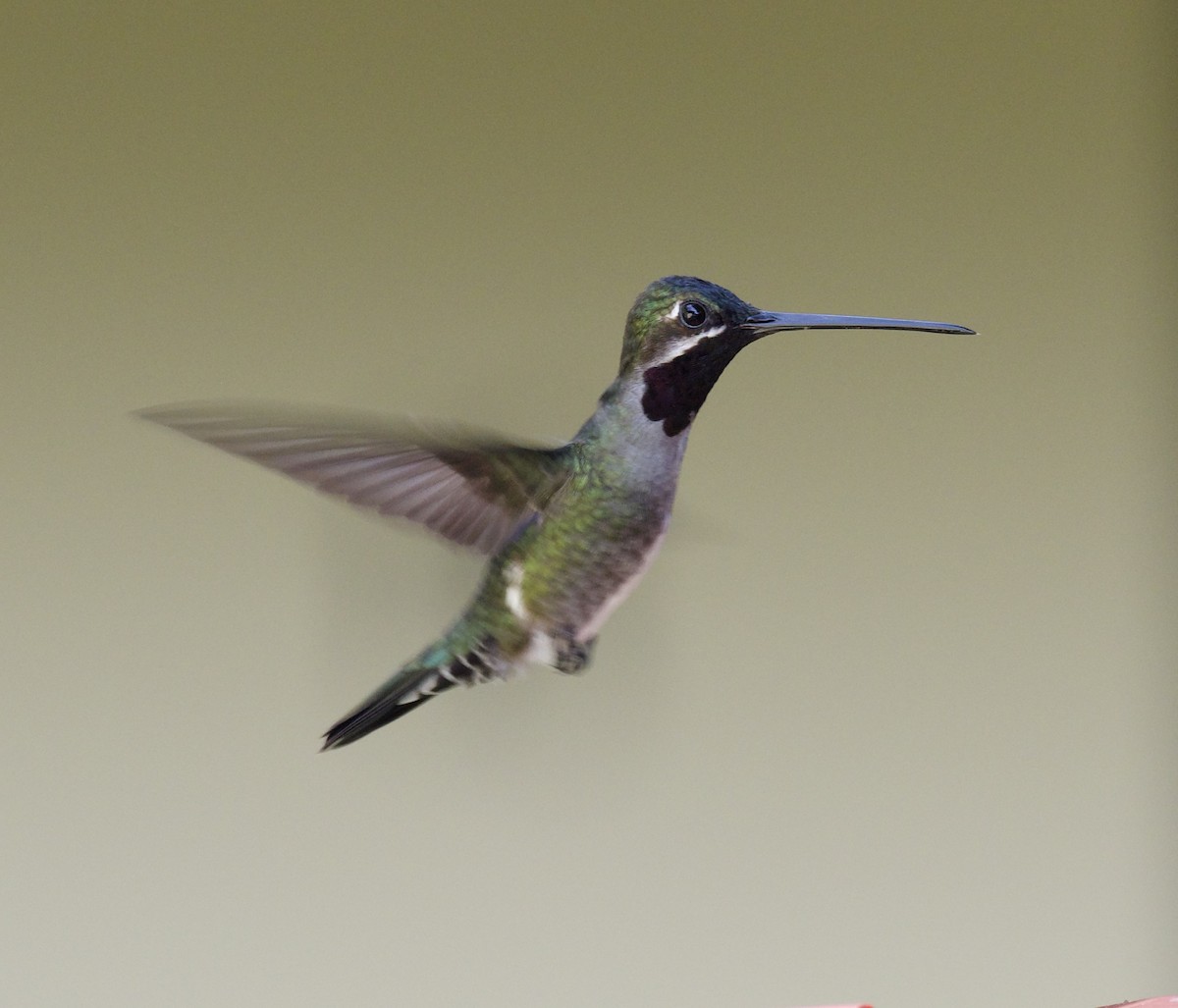 kolibřík hvězdohrdlý - ML607761791