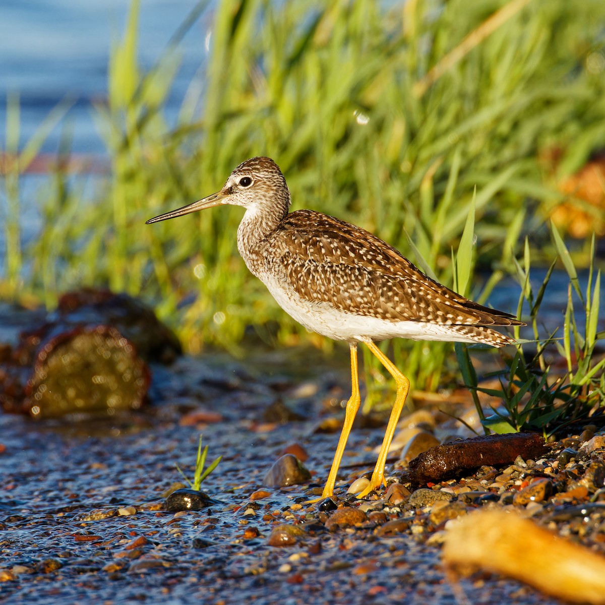 Greater Yellowlegs - ML607762401