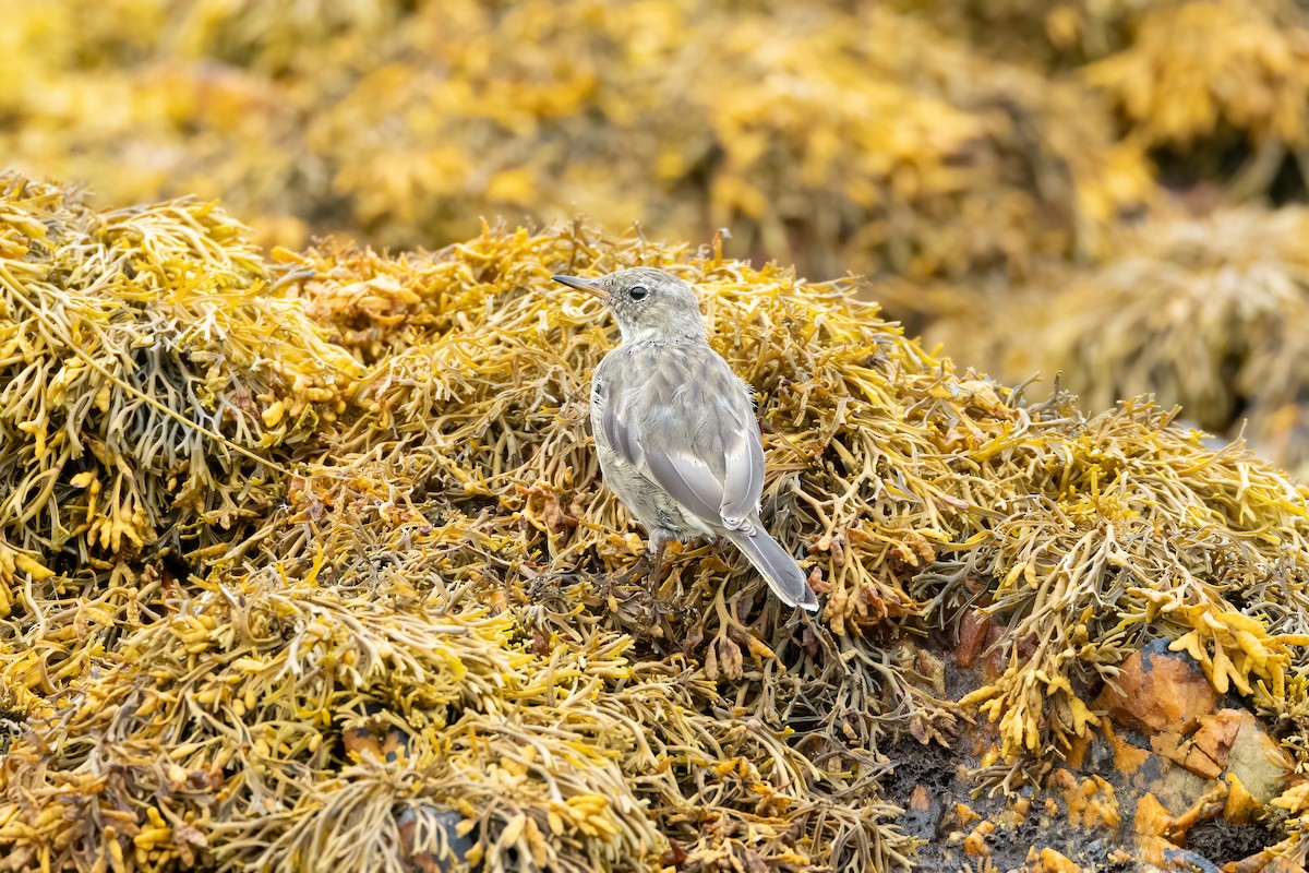 Rock Pipit - ML607762541