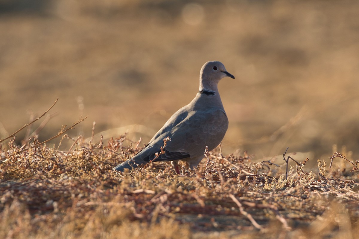 Eurasian Collared-Dove - ML607763181