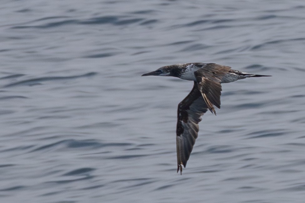 Northern Gannet - Tom Blevins