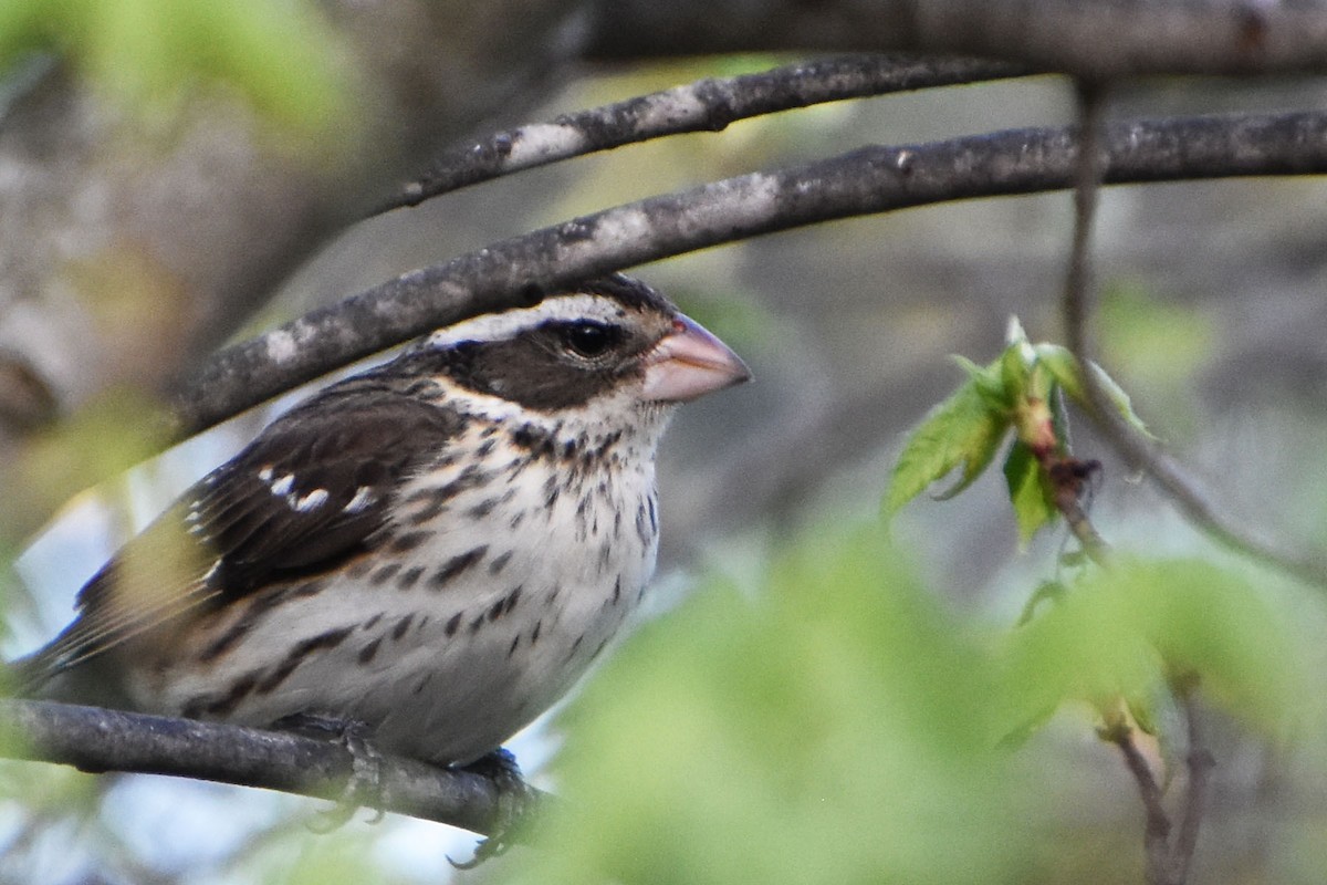 Rose-breasted Grosbeak - ML607763291