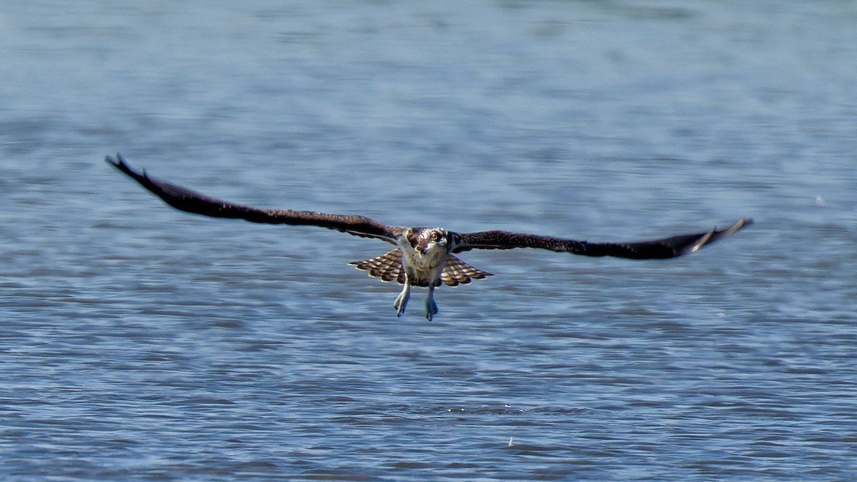 Osprey - Craig Becker