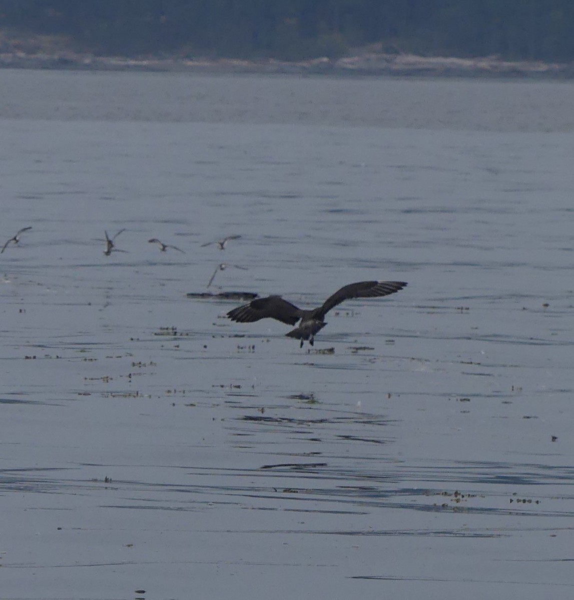 Long-tailed Jaeger - ML607764481