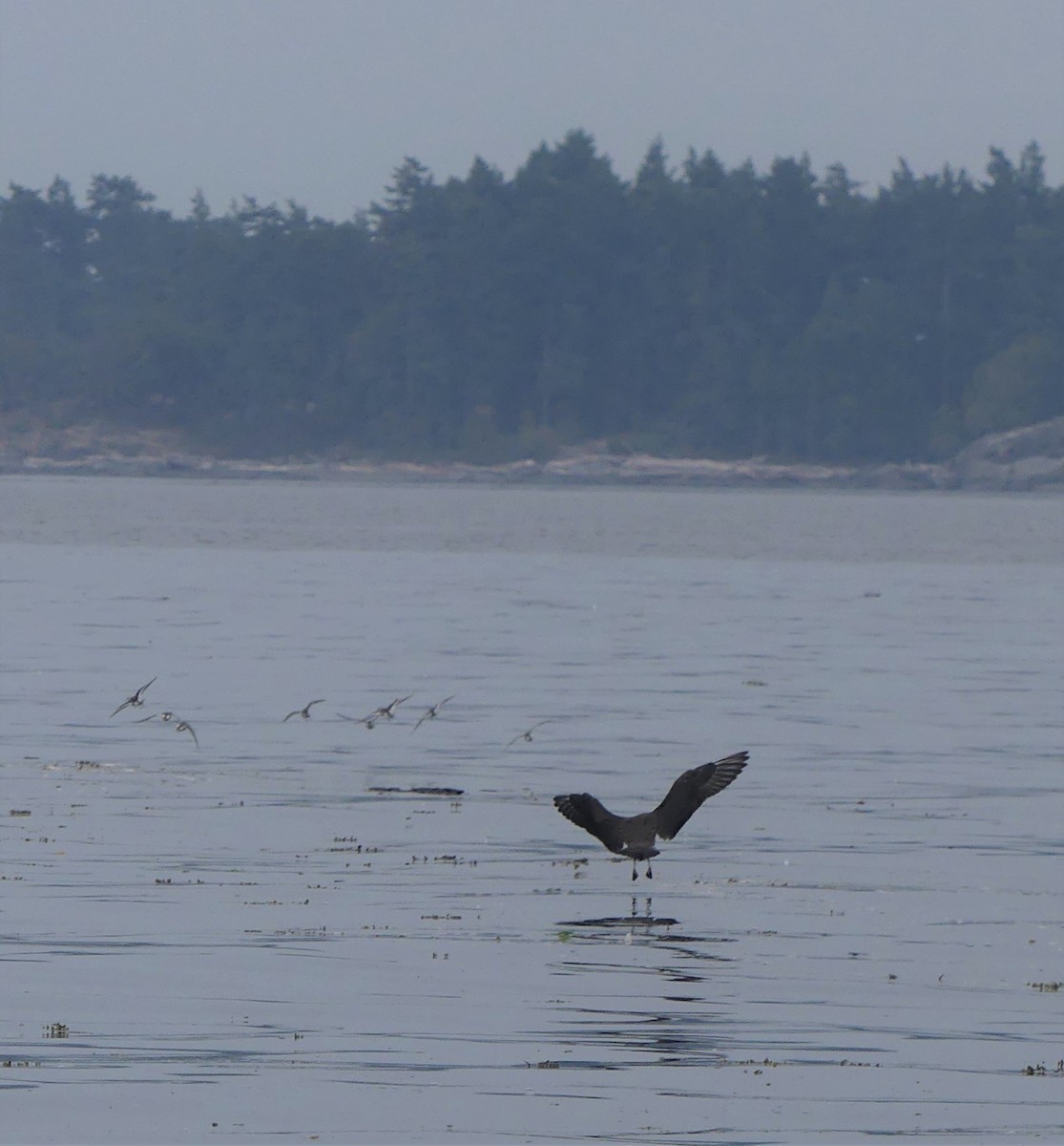 Long-tailed Jaeger - ML607764491