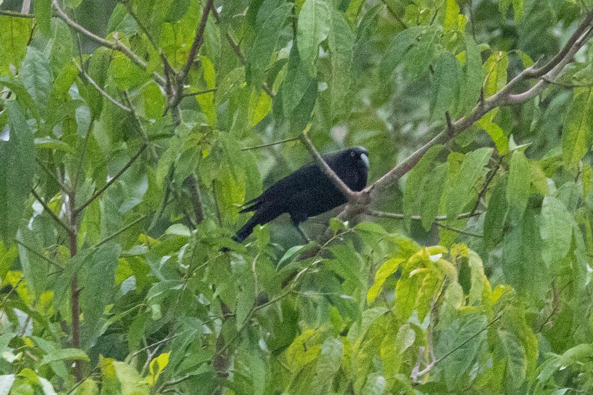 Giant Cowbird - ML607764551