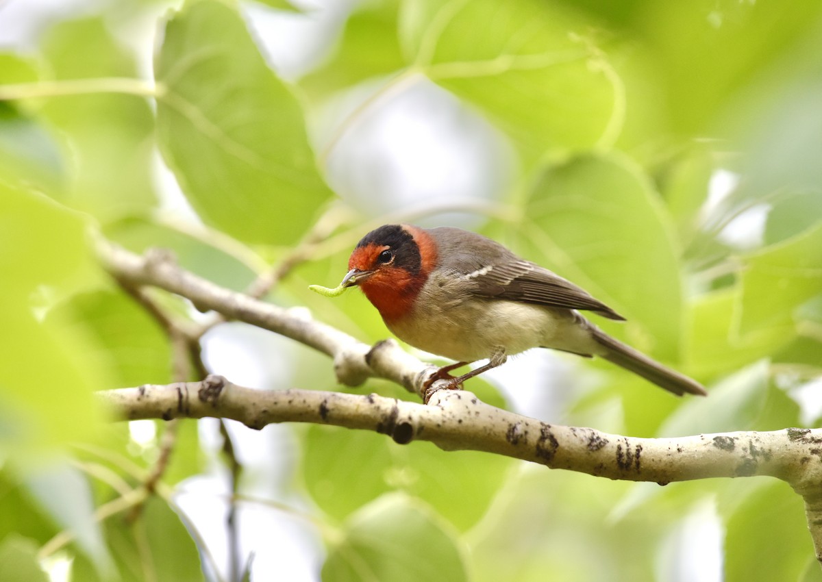 Red-faced Warbler - Patrick Maurice