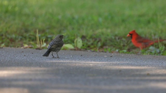 Brown-headed Cowbird - ML607764941