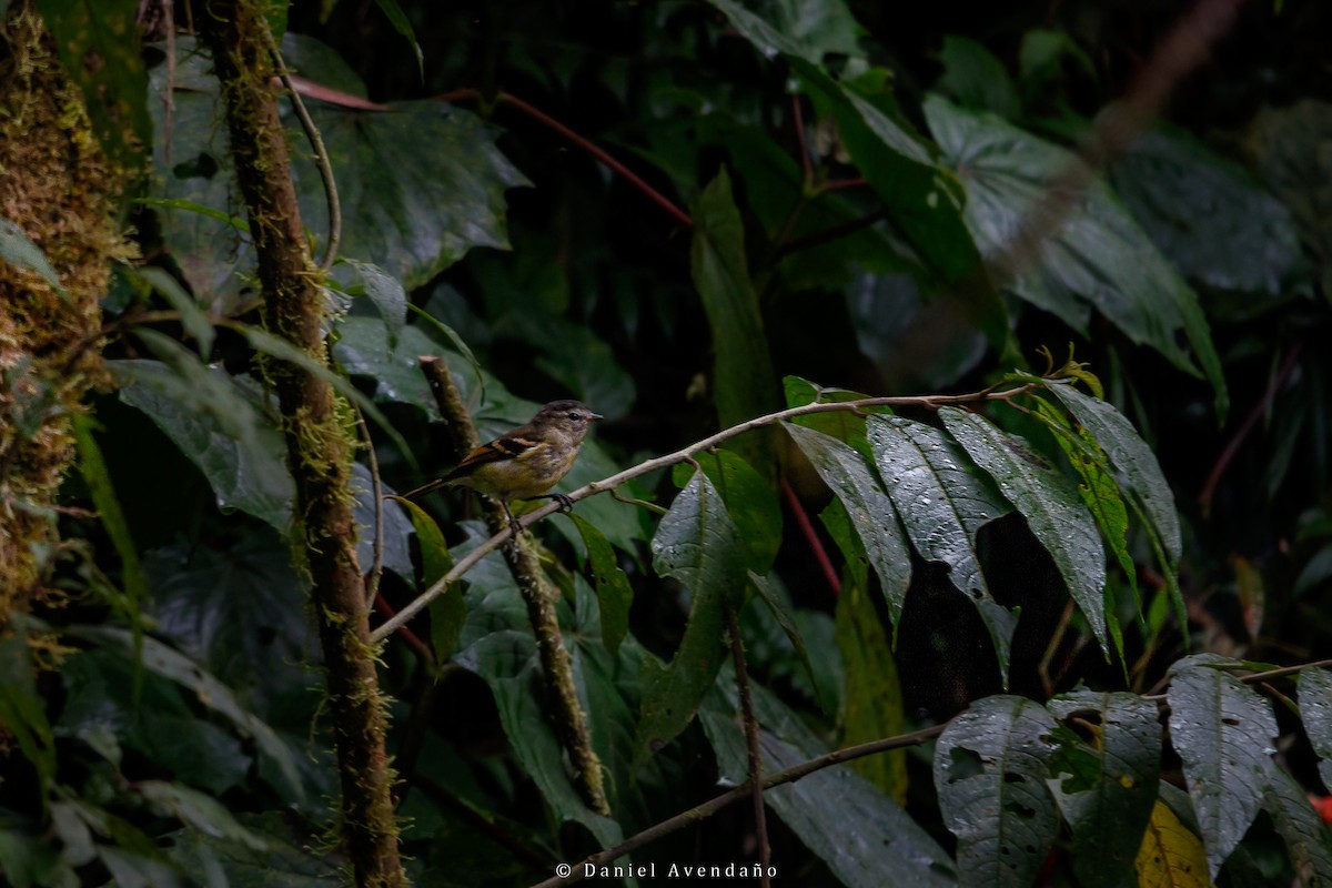Tawny-rumped Tyrannulet - ML607765081